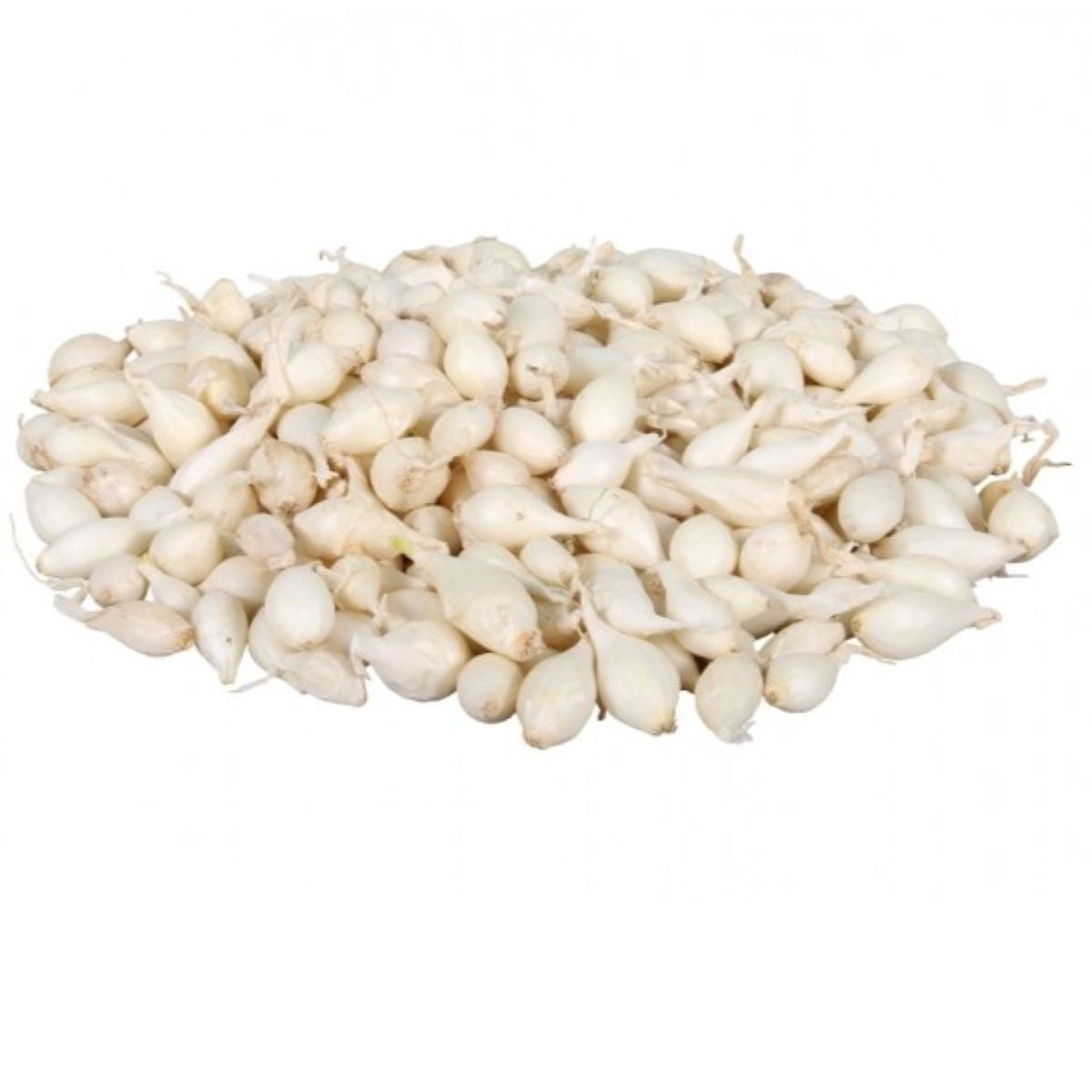 Cibule sazečka Snowball - Allium cepa - cibulky sazečky - 250 g