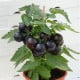 Rajče balkonové Purpleboy F1 - Solanum lycopersicum - osivo rajčat - 6 ks