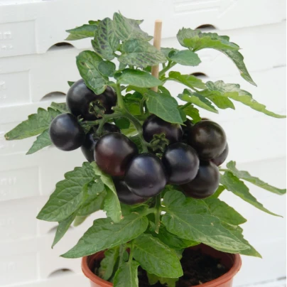 Rajče balkonové Purpleboy F1 - Solanum lycopersicum - osivo rajčat - 6 ks