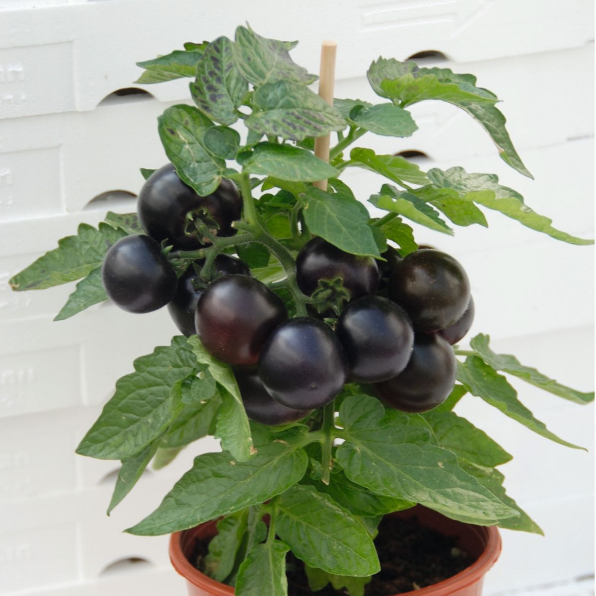 Rajče balkonové Purpleboy F1 - Solanum lycopersicum - osivo rajčat - 6 ks