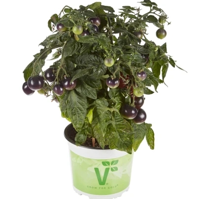 Rajče balkonové Purpleboy F1 - Solanum lycopersicum - osivo rajčat - 6 ks