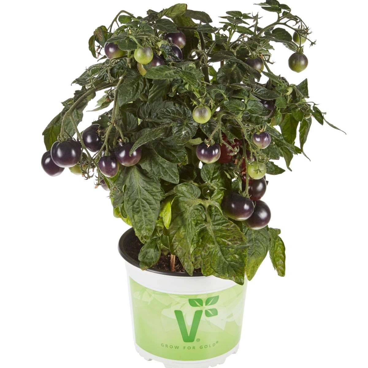 Rajče balkonové Purpleboy F1 - Solanum lycopersicum - osivo rajčat - 6 ks