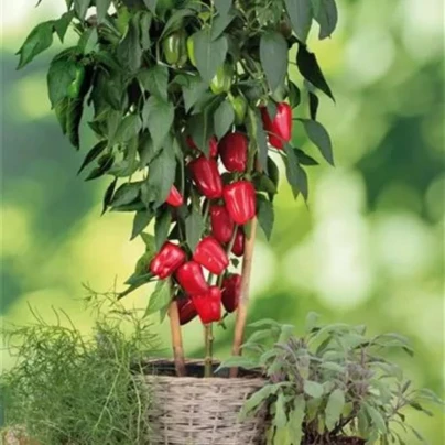 Paprika balkonová Almira Midi Red F1 – Capsicum annuum – osivo papriky