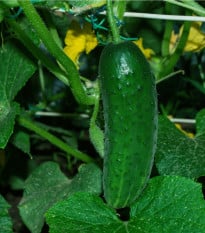 Okurka Najada F1 - Cucumis sativus - osivo okurky - 15 ks