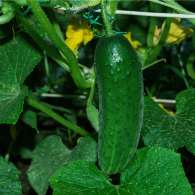 Okurka Najada F1 - Cucumis sativus - osivo okurky - 15 ks