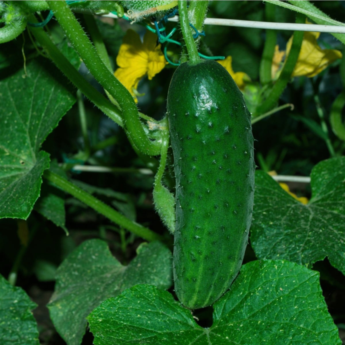 Okurka Najada F1 - Cucumis sativus - osivo okurky - 15 ks