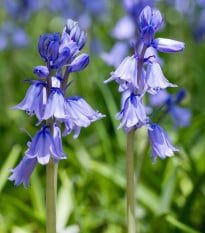 Ladoňka zvonkovitá modrá - Scilla campanulata - cibule ladoněk - 3 ks