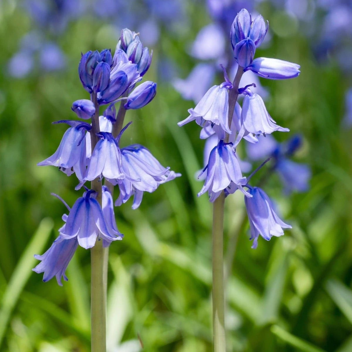Ladoňka zvonkovitá modrá - Scilla campanulata - cibule ladoněk - 3 ks