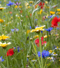 Květinová směs - Hmyzí ráj - osivo Kiepenkerl - 1 ks