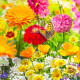 Květinová směs - Květinový koberec - osivo Kiepenkerl - 1 ks