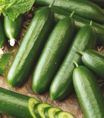 Okurka salátová Snack F1 - Cucumis sativus - osivo okurky - 10 ks
