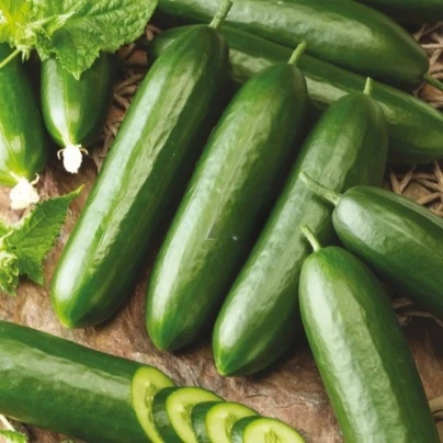 Okurka salátová Snack F1 - Cucumis sativus - osivo okurky - 10 ks