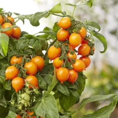 Rajče Evita Compact F1 Orange - Solanum lycopersicum - osivo rajčat - 6 ks