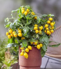 Rajče Evita Compact F1 Yellow - Solanum lycopersicum - osivo rajčat - 6 ks