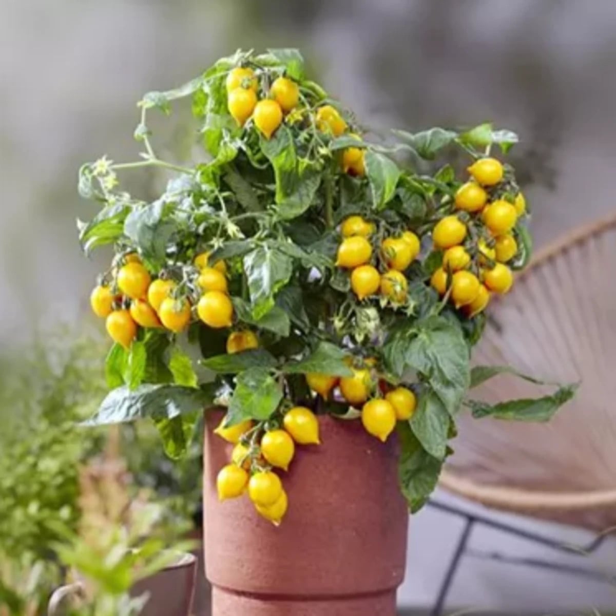 Rajče Evita Compact F1 Yellow - Solanum lycopersicum - osivo rajčat - 6 ks