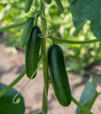 BIO Okurka Kaikura F1 - Cucumis sativus - osivo okurky - 5 ks