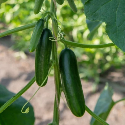 BIO Okurka Kaikura F1 - Cucumis sativus - osivo okurky - 5 ks