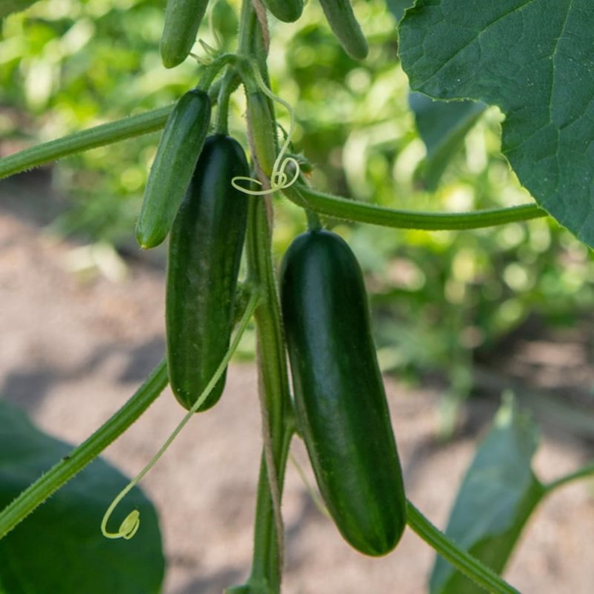 BIO Okurka Kaikura F1 - Cucumis sativus - osivo okurky - 5 ks
