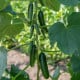 BIO Okurka Kaikura F1 - Cucumis sativus - osivo okurky - 5 ks