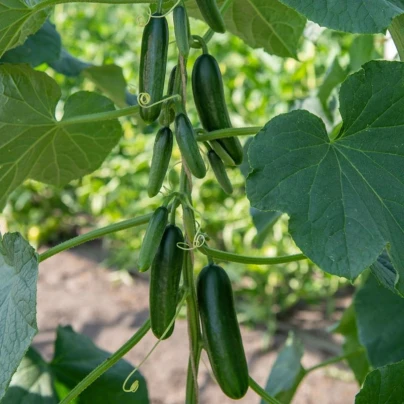 BIO Okurka Kaikura F1 - Cucumis sativus - osivo okurky - 5 ks