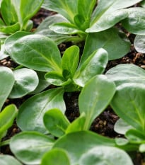 Polníček Gala - PowerSaat - Valerianella locusta - osivo Kiepenkerl - 1 ks