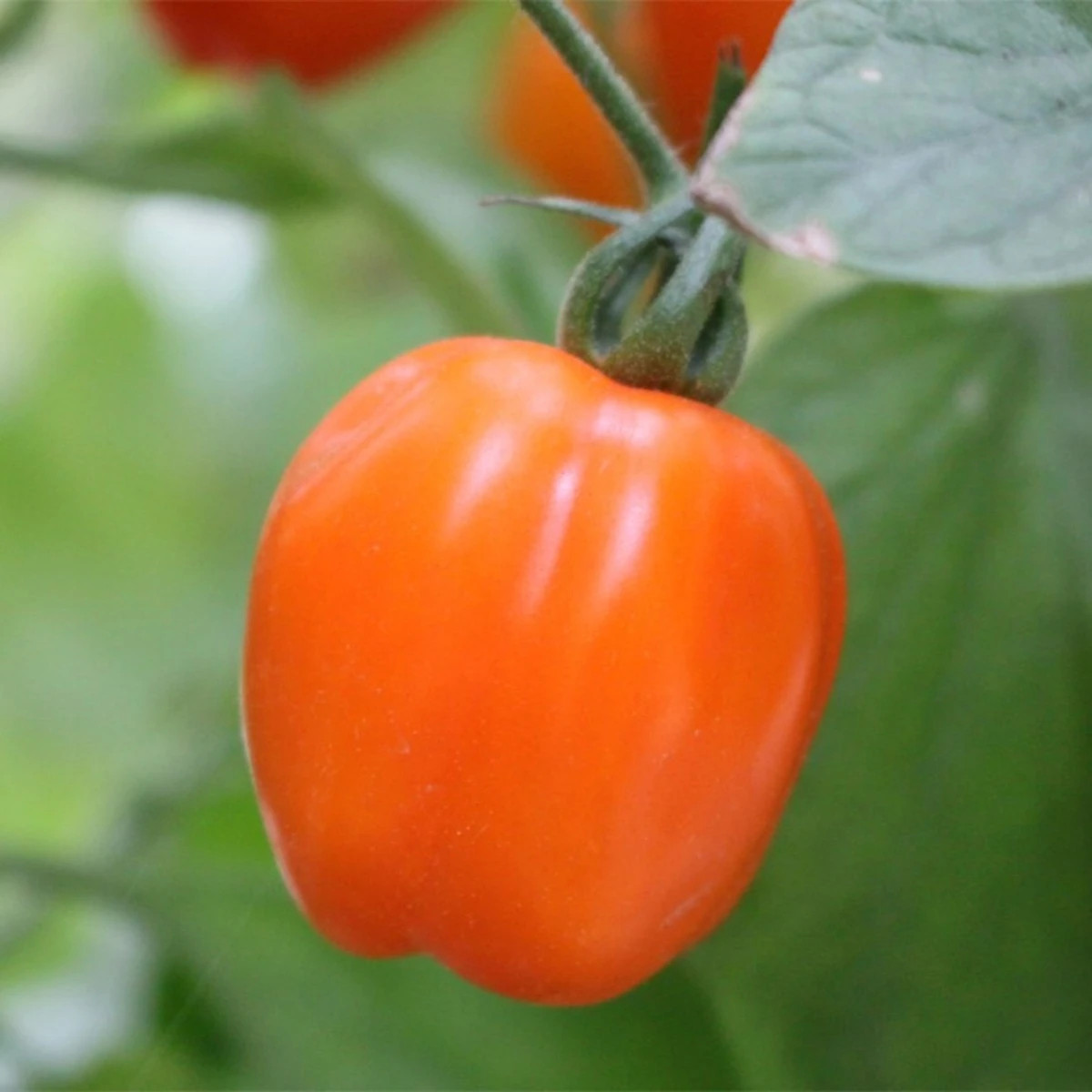Rajče tyčkové Appleberry F1 PhR oranžové - Solanum lycopersicum - osivo rajčat - 7 ks