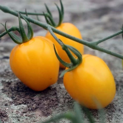 Rajče tyčkové Appleberry F1 PhR žluté - Solanum lycopersicum - osivo rajčat - 7 ks