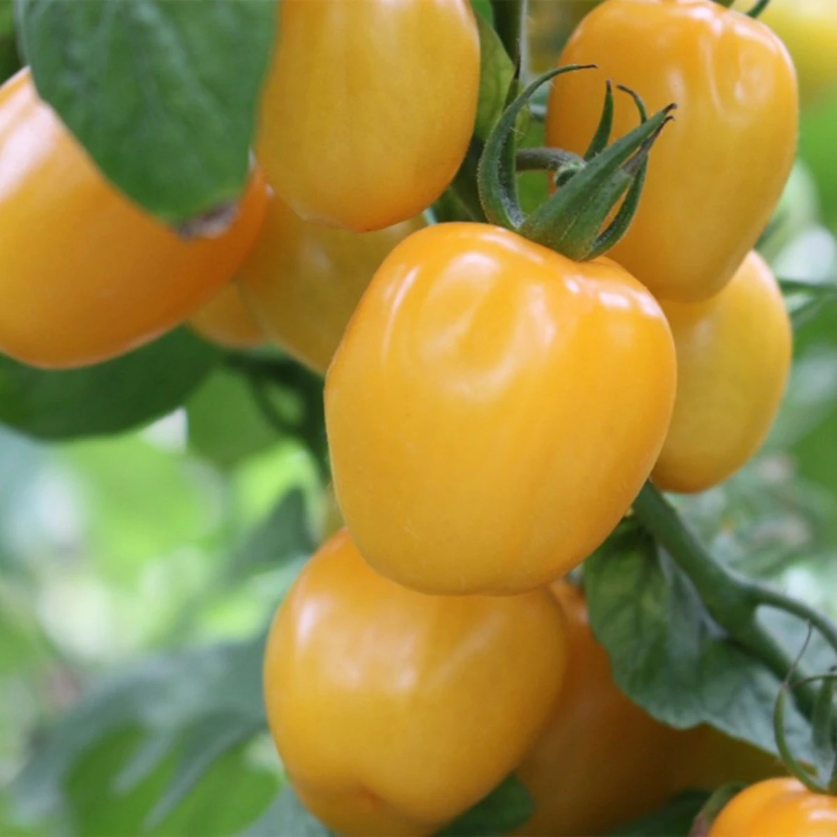 Rajče tyčkové Appleberry F1 PhR žluté - Solanum lycopersicum - osivo rajčat - 7 ks