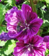 BIO Sléz lesní tmavě fialový - Malva sylvestris - osivo slézu - 50 ks