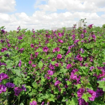 BIO Sléz lesní tmavě fialový - Malva sylvestris - osivo slézu - 50 ks