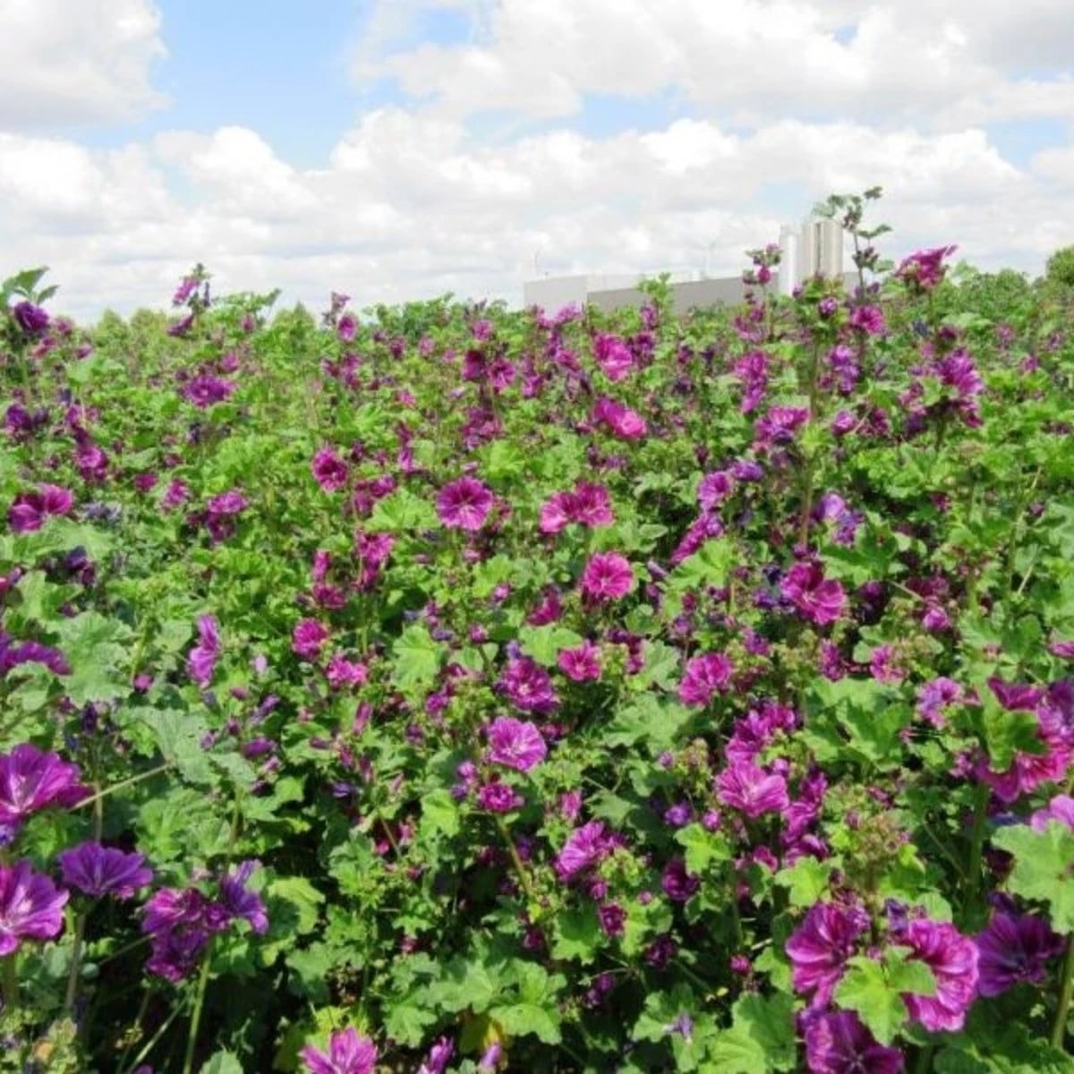 BIO Sléz lesní tmavě fialový - Malva sylvestris - osivo slézu - 50 ks