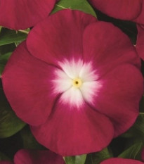 Barvínek Atlantis Burgundy Halo - Catharanthus roseus - osivo barvínku - 30 ks