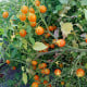 Rajče keříčkové Microberry - Solanum lycopersicum - osivo rajčat - 6 ks