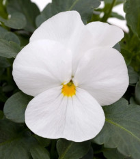 Violka rohatá Sorbet xp White - Viola cornuta - osivo violky - 20 ks