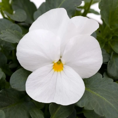 Violka rohatá Sorbet xp White - Viola cornuta - osivo violky - 20 ks
