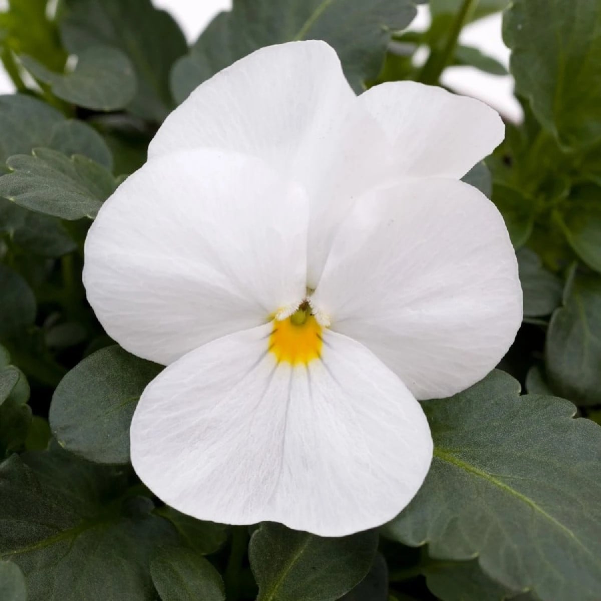 Violka rohatá Sorbet xp White - Viola cornuta - osivo violky - 20 ks
