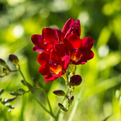 Frézie červená - Freesia - hlízy frézií - 3 ks
