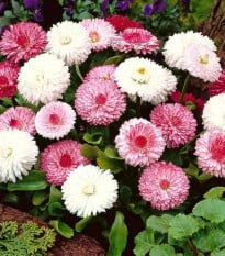 Sedmikráska obecná růžové odstíny - Bellis perennis monstrosa - osivo sedmikrásky - 200 ks