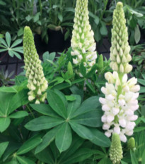 Lupina mnoholistá Lupini Bílá - Lupinus polyphyllus - osivo lupiny - 15 ks