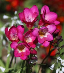 Frézie růžová - Freesia - hlízy frézií - 3 ks