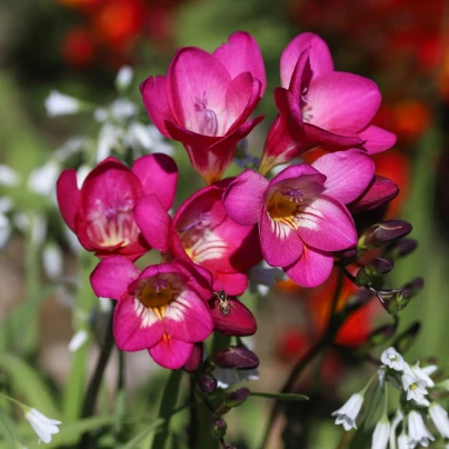Frézie růžová - Freesia - hlízy frézií - 3 ks