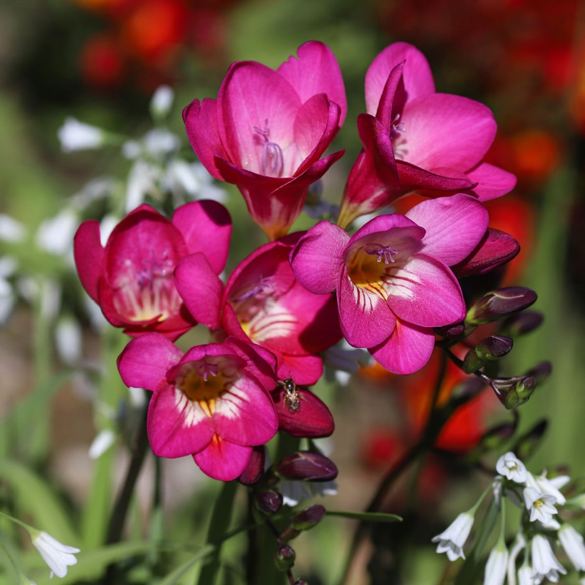 Frézie růžová - Freesia - hlízy frézií - 3 ks