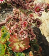 Netřesk střešní - Sempervivum tectorum - osivo netřesku - 30 ks