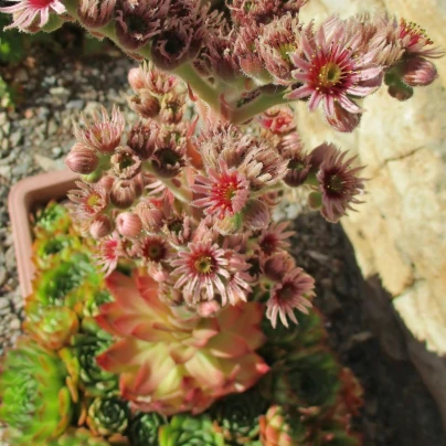 Netřesk střešní - Sempervivum tectorum - osivo netřesku - 30 ks