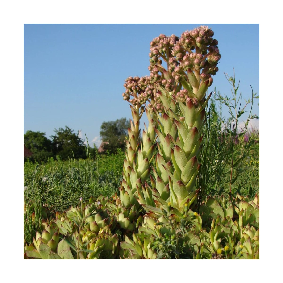 Netřesk střešní - Sempervivum tectorum - osivo netřesku - 30 ks