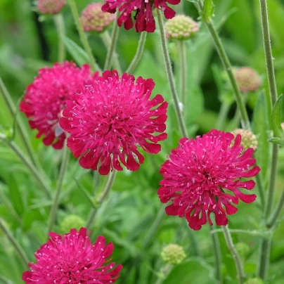 Chrastavec makedonský - Knautia macedonica - osivo chrastavce - 15 ks