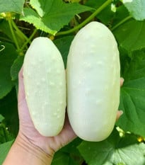 Okurka polní White Wonder - Cucumis sativus - osivo okurky - 5 ks