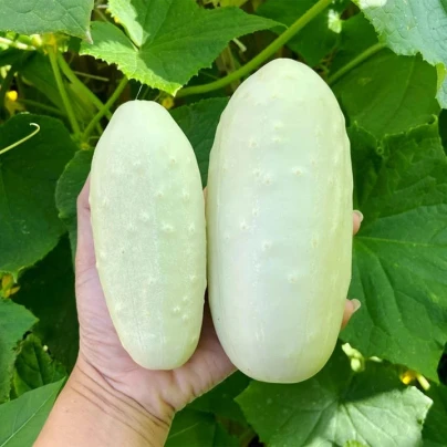 Okurka polní White Wonder - Cucumis sativus - osivo okurky - 5 ks