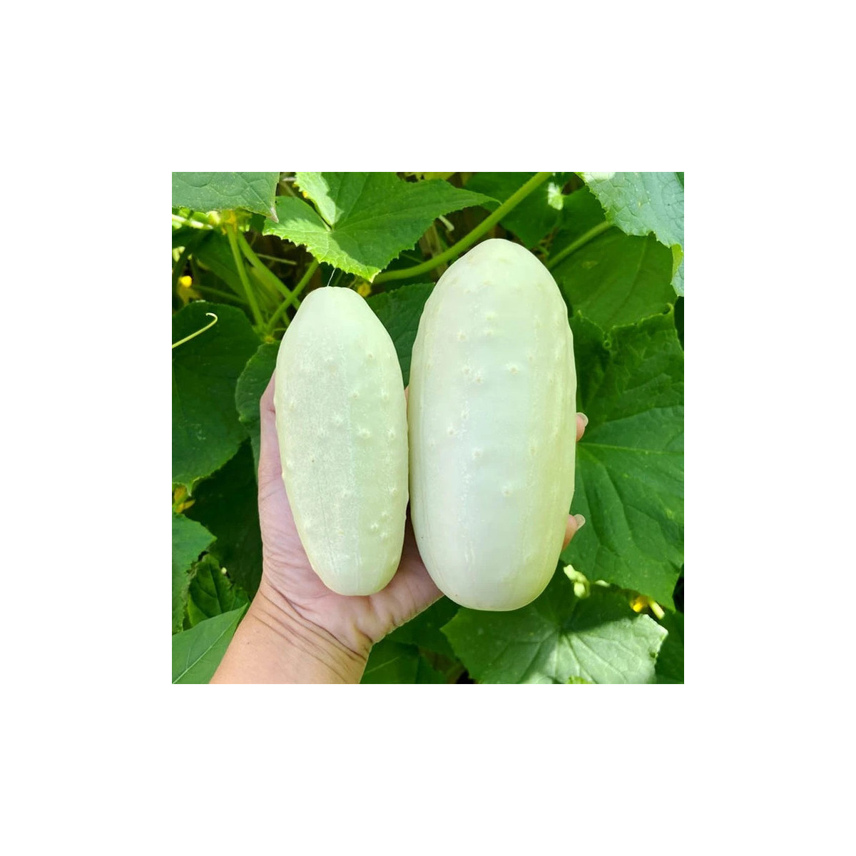 Okurka polní White Wonder - Cucumis sativus - osivo okurky - 5 ks