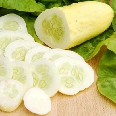 Okurka polní White Wonder - Cucumis sativus - osivo okurky - 5 ks